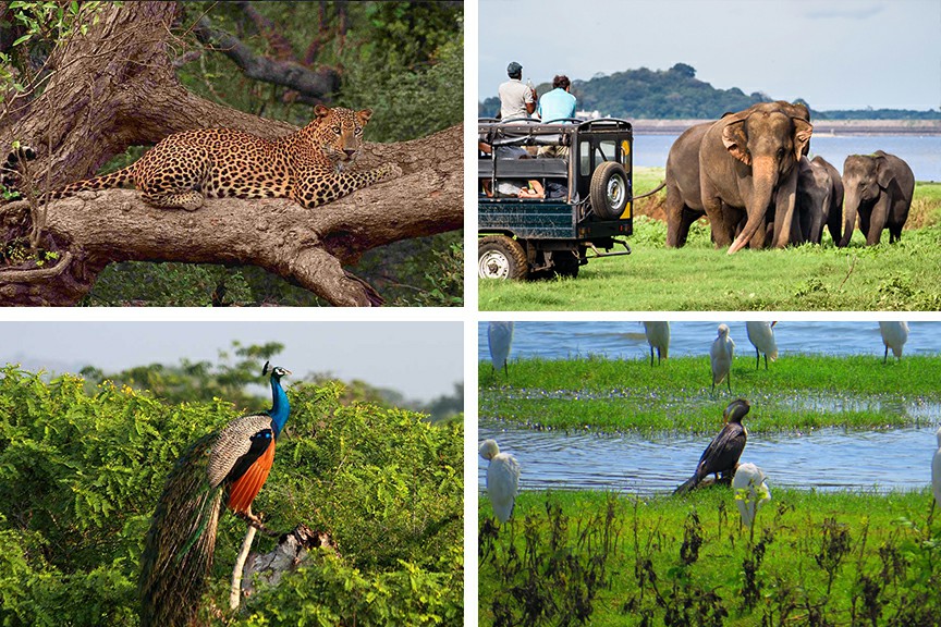 Yala National Park